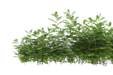 Beyaz arkaplanda izole edilmiş ağaç