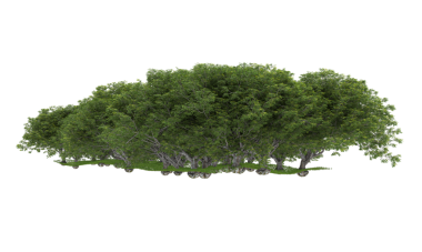 Beyaz arkaplanda izole edilmiş ağaç