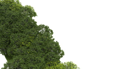 Beyaz arkaplanda izole edilmiş yeşil ağaç, 3d illüstrasyon