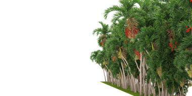 Ormanda yeşil ağaçlar, beyaz arka planda izole edilmiş..