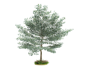 Siyah arka plan üzerine izole köknar ağacı