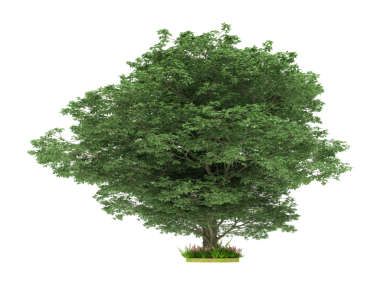 Siyah arkaplanda izole edilmiş yeşil bir ağacın 3 boyutlu görüntülenmesi