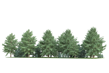 Siyah arka planda yeşil orman ağaçları.