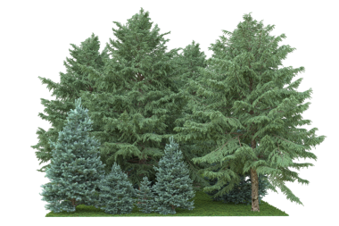 Siyah zemin üzerinde herhangi bir kullanım için izole edilmiş güzel bir ladin ağacının 3 boyutlu görüntülenmesi