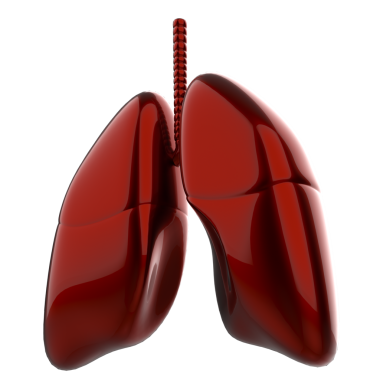 İnsan akciğerleri anatomisi siyah arkaplanda izole edildi