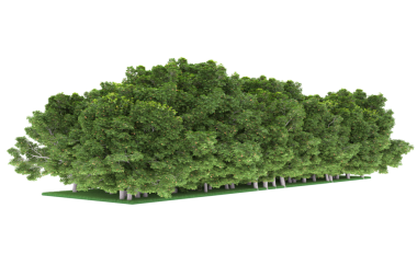 Beyaz arkaplanda izole edilmiş ağaç