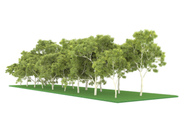 beyaz arkaplanda izole edilmiş yeşil ağaç