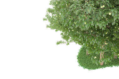 Beyaz arkaplanda yeşil yaprak izole edildi