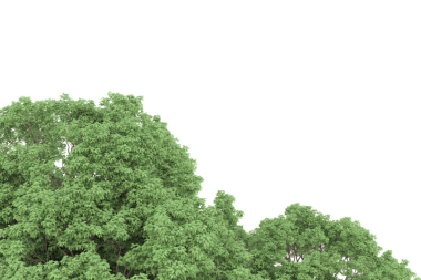 Beyaz arkaplanda izole ağaç dalları