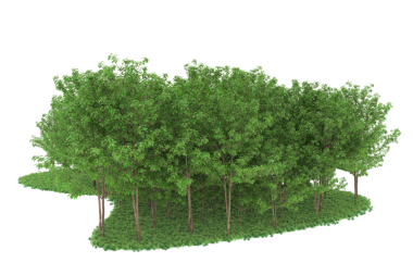 vector illustration of the forest.