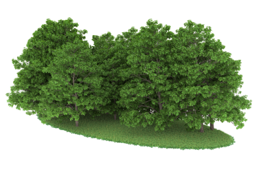 Siyah arkaplanda izole edilmiş yeşil ağaç