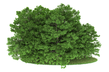 Beyaz arkaplanda izole edilmiş ağaç