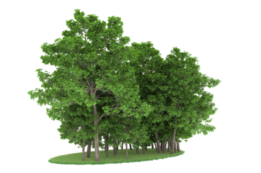 beyaz arkaplanda izole edilmiş yeşil ağaç.