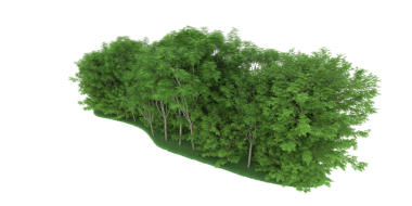 Beyaz arkaplanda izole edilmiş ağaç