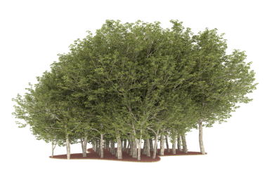 Beyaz arkaplanda izole edilmiş ağaç