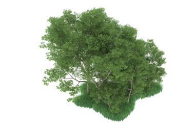 Beyaz arkaplanda izole edilmiş ağaç