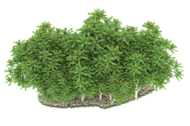 Beyaz arkaplanda ağaç