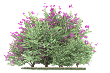 noel ağacı bir arka plan üzerinde izole