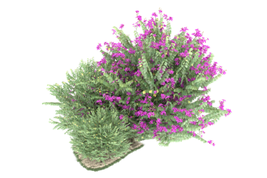 Beyaz arka plan üzerinde izole çam