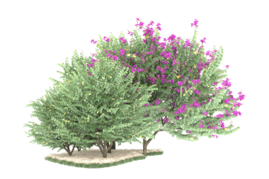 çam ağacı beyaz arkaplanda izole edildi.