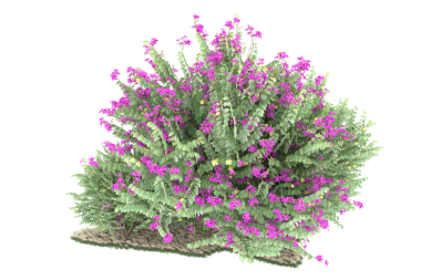 Beyaz arkaplanda izole edilmiş yeşil çam ağacı