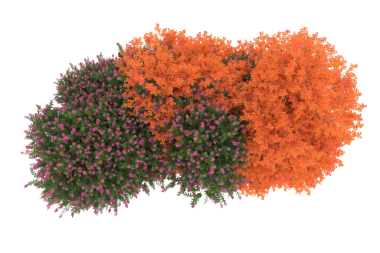 Siyah arkaplanda turuncu çiçek