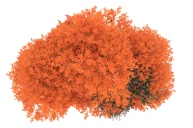 Beyaz arka plan üzerinde izole portakal ağacı