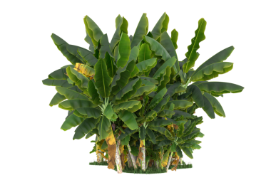 Beyaz arkaplanda izole edilmiş yeşil tropikal palmiye