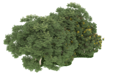 Beyaz arkaplanda izole edilmiş ağaç