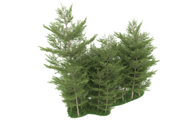 Beyaz bir arka plan üzerinde çam ağacı