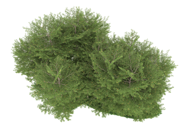 Siyah arkaplanda izole edilmiş ağaç