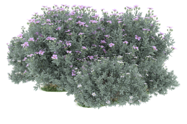 İzole edilmiş bir çalılığın siyah arka planda 3 boyutlu yansıması.