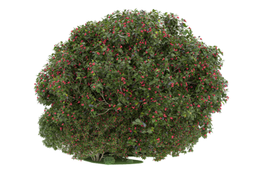 Kırpma yolu olan beyaz arkaplanda izole edilmiş Noel ağacı