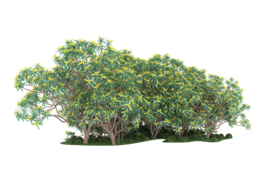 Beyaz arka planda izole edilmiş ağaç. 3 Boyutlu Hazırlama