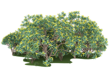 Beyaz arka plan üzerinde izole çiçekli ağaç