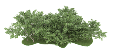 beyaz arkaplanda izole edilmiş yeşil ağaç