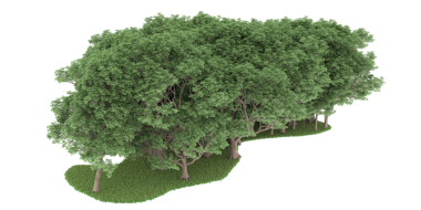 Şeffaf arkaplanda orman ağaçları   