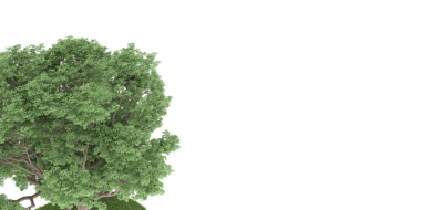 Beyaz arkaplanda izole edilmiş ağaç