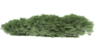 Yeşil yapraklı ağaç