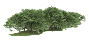 green tree, isolated on white background