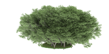 Beyaz arkaplanda izole edilmiş ağaç