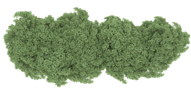 Beyaz arkaplanda izole edilmiş ağaç 3 boyutlu görüntüleme