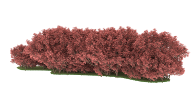 Şeffaf arkaplanda orman ağaçları   