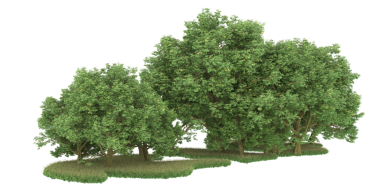 beyaz arkaplanda izole edilmiş yeşil ağaç