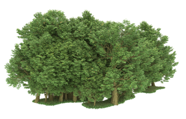 Beyaz arkaplanda izole edilmiş ağaç