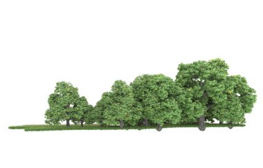 Beyaz arkaplanda ağaç