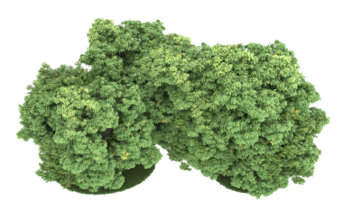 Siyah arkaplanda izole edilmiş yeşil bir ağacın 3 boyutlu görüntülenmesi