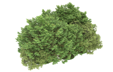 Beyaz arka planda izole edilmiş yeşil ağaç. 3d illüstrasyon - illüstrasyon