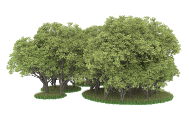 Beyaz arka plan üzerinde izole yeşil ağaçlar