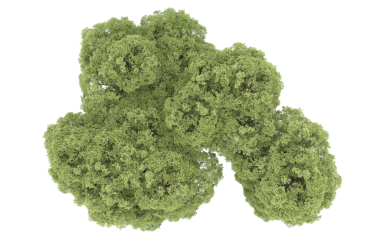 Beyaz arkaplanda yeşil yosun izole edilmiş